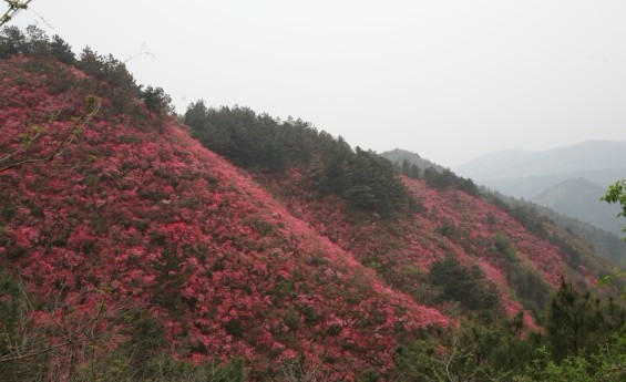 武汉周边浪漫春游 带上亲爱的她一起出发前往云雾山赏杜鹃武汉一日游 周边一日游 春游线路