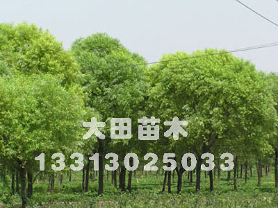 河北供应馒头柳，河北2012年馒头柳价格，馒头柳小苗，馒头柳批发大田苗圃场