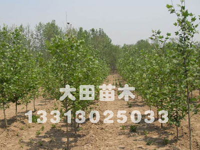 河北供应2012年法桐价格河北法桐，法桐小苗，法桐批发大田苗圃场