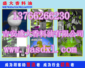 供应优质白芷油，白芷油树脂，{sx}吉安盛大香料