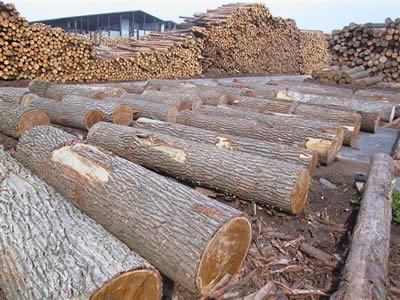 双日木业日照岚山供应木材加工，辐射松加工，白松加工，铁杉加工