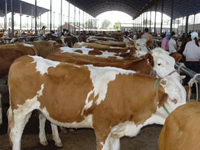 济宁市西门塔尔牛养殖西门塔尔牛价格西门塔尔牛种牛价格（图）