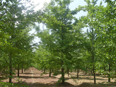 山东银杏基地供应各种规格银杏树、银杏苗木、银杏