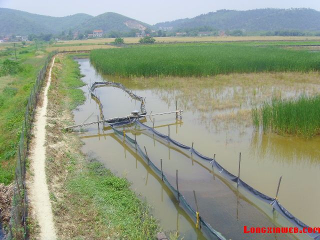 泥鳅养殖 养殖泥鳅技术 养殖泥鳅的方法