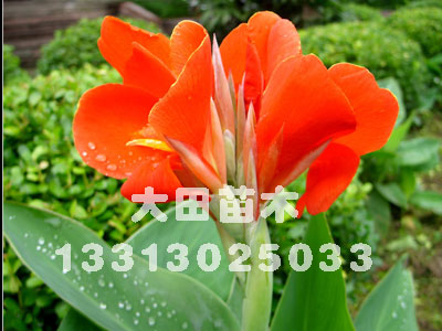 河北供应美人梅2012年{zx1}的报价，最美的鲜花，出售供应大田苗圃场