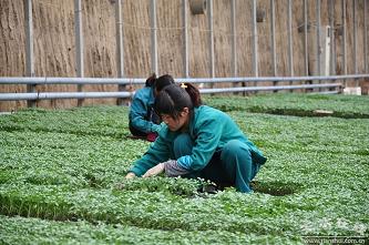 蔬菜大棚建设|爱民大棚建设|大棚建设技术|大棚建设厂家