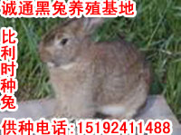供应山西野兔,山西野兔价格,山西野兔养殖场(图)