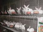  常年大量供应种兔獭兔野兔长毛兔兔笼、兔舍 肉鸽