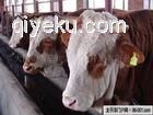广源牧业供应良种 牛羊养殖场
