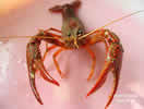  高产龙虾，高密度龙虾养殖，供应龙虾种苗