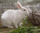 山东忠旺獭兔种兔养殖基地