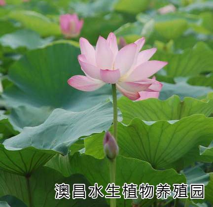 绿化工程水生植物批发/种植睡莲的公司/澳昌植物园