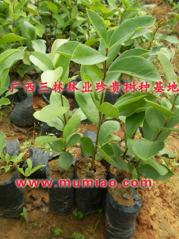 广州油茶种类，广东油茶树苗价格