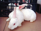 养兔,兔子,獭兔,肉兔,长毛兔,观赏兔,种兔,兔子养殖场