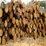国行木业云杉板材，云杉板材批发，优质云杉板材，山东云杉板材国行木业