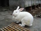 供应獭兔种兔 獭兔引种技术 种兔的饲养管理  