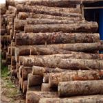 国行木业落叶松板材，落叶松方木规格，落叶松板材，落叶松木方国行木业