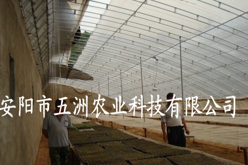 钢管大棚价格 多功能钢管镀塑温室大棚 蔬菜大棚建设