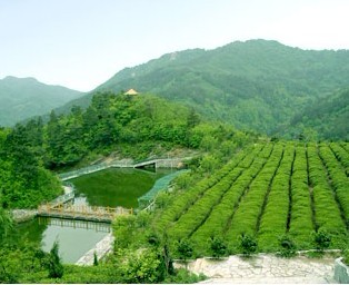 武汉一日游去清凉寨踏青采茶一日游就上湖北在线旅游网