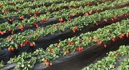 武汉三镇采摘草莓就去木兰草原采摘草莓一日游就上湖北在线旅游网