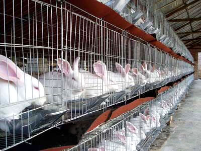 供应獭兔的养殖╱獭兔疾病预防╲冬天獭兔的饲养技术(图)