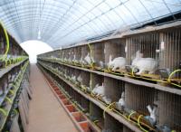 供应獭兔的养殖技术╱獭兔球虫病╲獭兔养殖技术视频(图)