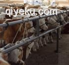 广源牧业供应肉牛 牛犊 育肥牛