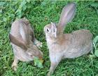 供应野兔价格野兔养殖野兔引种野兔饲养野兔养殖技术(图)