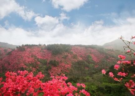 麻城龟峰山赏杜鹃还是去云雾山赏杜鹃一日游  就上湖北在线旅游网