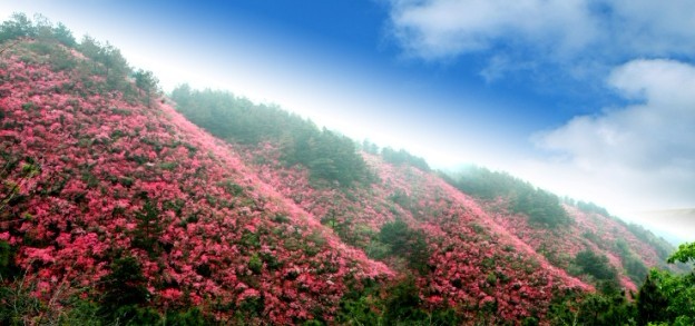 武漢一日游去云霧山賞中華大奇觀萬畝杜鵑就上湖北在線旅游網(wǎng)