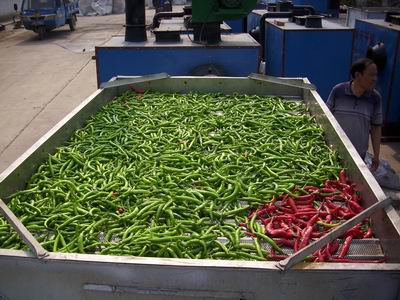 濰坊舜天四川蔬菜烘干機(jī)（辣椒、蘑菇、姜片、大蒜片、香菇、等）