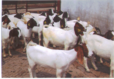 现在波尔山羊价格市场行情,2010年波尔山羊交易市场动态