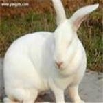 供应獭兔种兔肉兔养殖基地