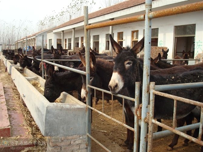 山东肉驴价格济宁鲁西黄牛养殖场2010年鲁西黄牛价格