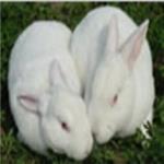 2012美系獭兔、新美系獭兔、法系獭兔、德系獭兔
