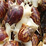白玉蜗牛养殖方法，白玉蜗牛养殖技术，尽在荣成农业示范园威海荣成农业科技园