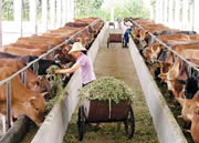 供应2010年养牛利润2010年补贴政策农村养牛利润分析