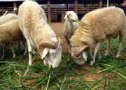 供应养羊前景分析，山东养羊效益养羊利润分析。