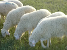 供应现在养羊有风险吗，养羊投资大吗，养羊效益如何。