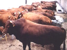 供应广西养牛基地-国家关于广西养牛补贴政策   