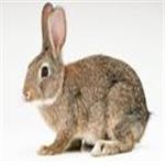 供应獭兔养殖技术山东种兔养殖基地培训购种兔可来忠旺兔业