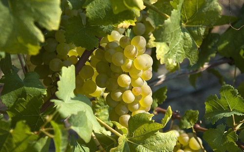 山东葡萄种植基地|葡萄种植基地|寿光春澳大棚葡萄销售|