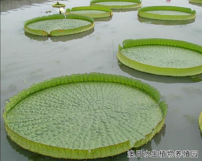 专业王莲供应|种植王莲|{zx1}王莲|白洋淀王莲