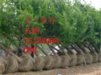 贵州15公分银杏树价格，{zx1}贵州银杏树价格15190684088