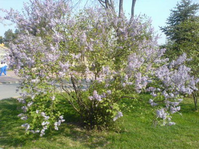 兰州紫丁香种子,兰州苗木,夹滩苗圃,兰州羽叶丁香