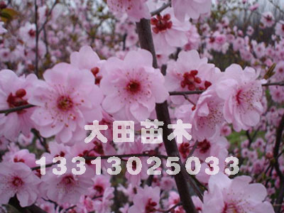 河北供应美人梅2012年{zx1}的报价，最美的鲜花，出售供应大田苗圃场