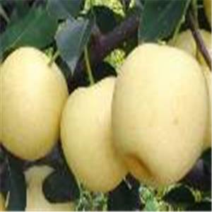 优质枣树苗，品种核桃苗，苹果苗，山楂苗，柿子苗