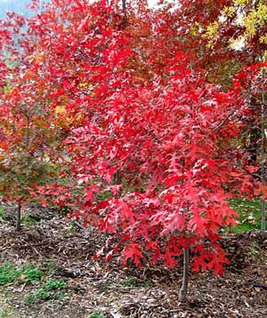 火焰红栎培育，火焰红栎小苗,日照青山苗木15906333799