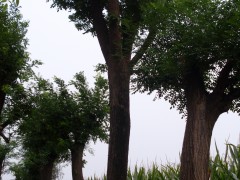 供10-15公分皂角树 臭椿树 香椿树 柿子树