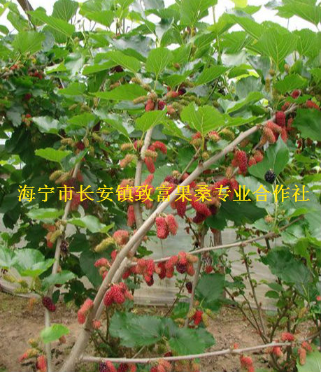 韩国大白珍珠果桑种苗